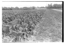 Tobacco damage from hail 